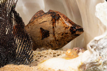 Load image into Gallery viewer, Rodney Mabo - Nageg and Geigi